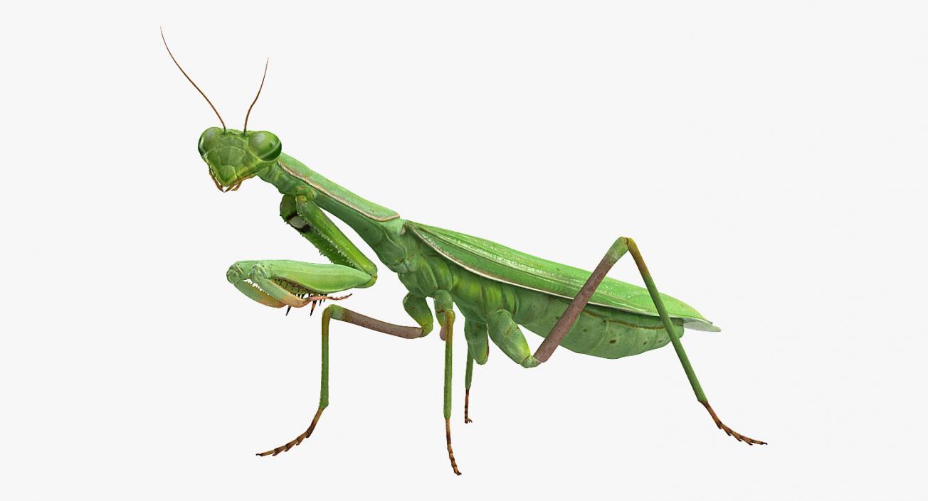 Mantis Religiosa Large Hemimetabolic Insect With Fur 3D