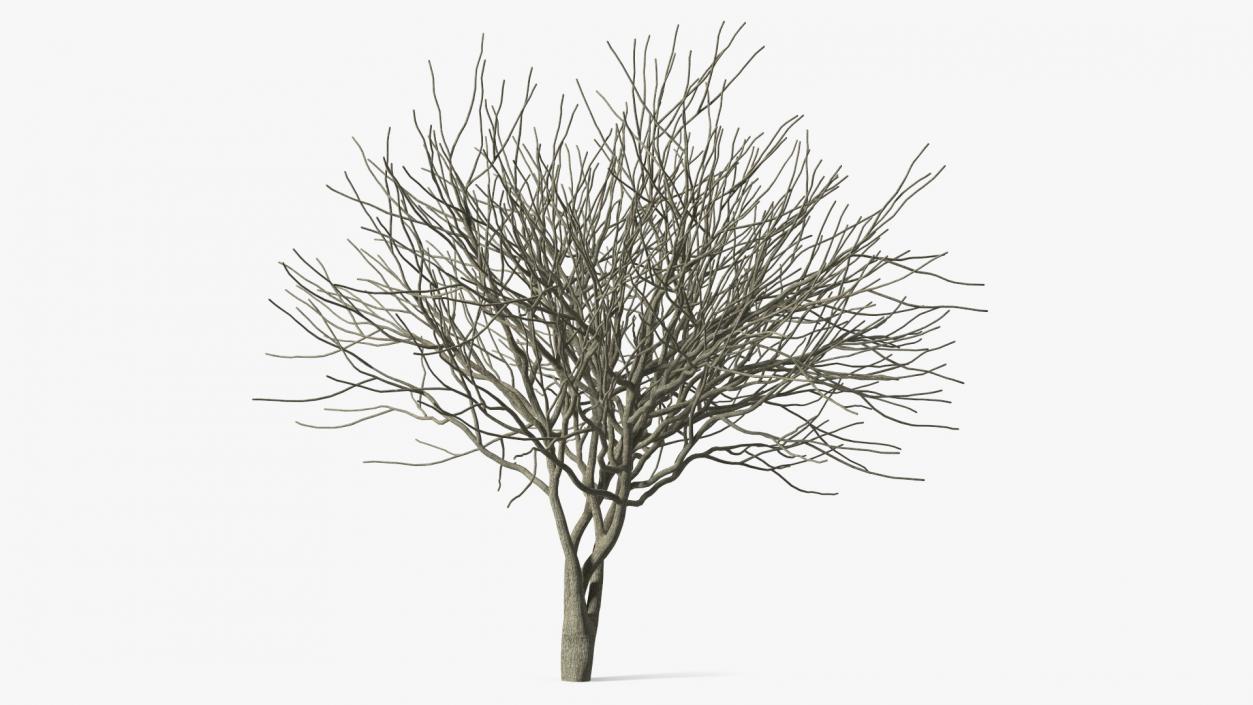 Plum Tree Bark 3D model