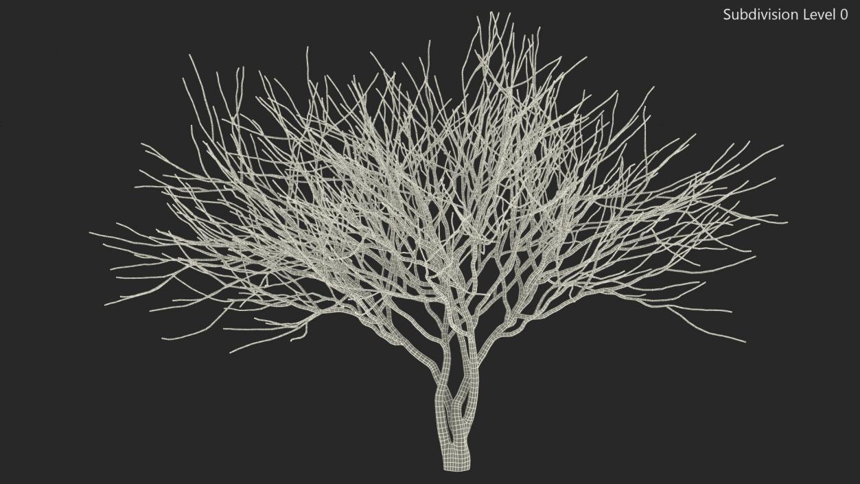 Plum Tree Bark 3D model