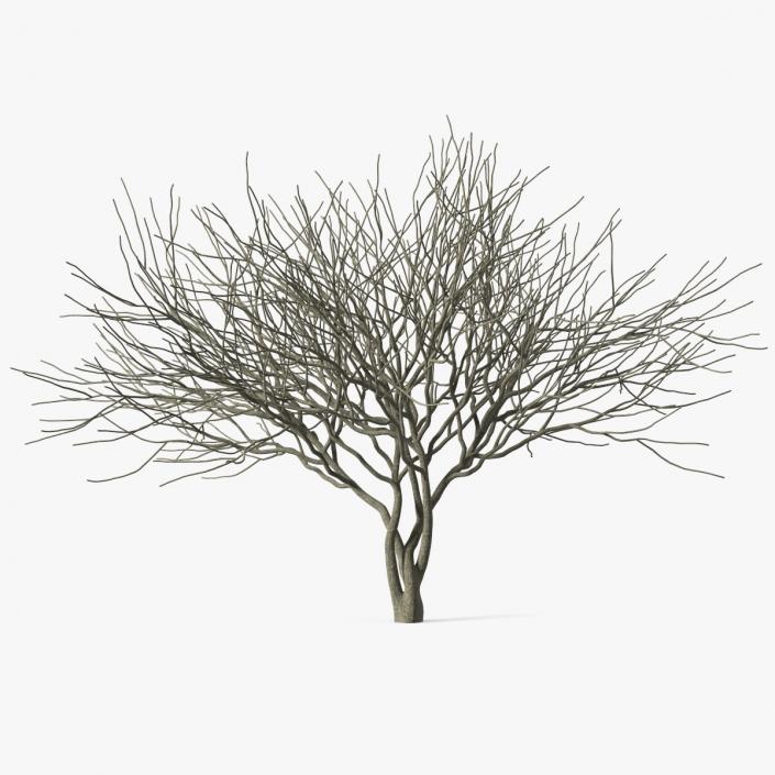 Plum Tree Bark 3D model