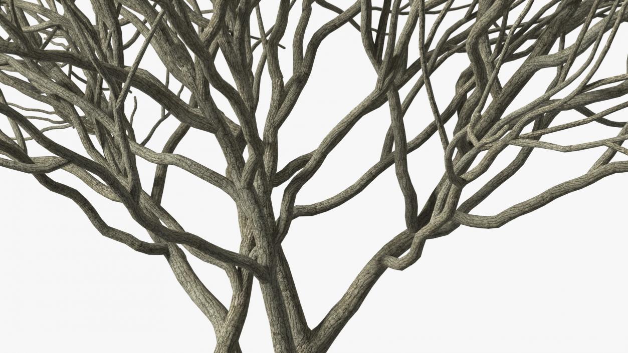 Plum Tree Bark 3D model