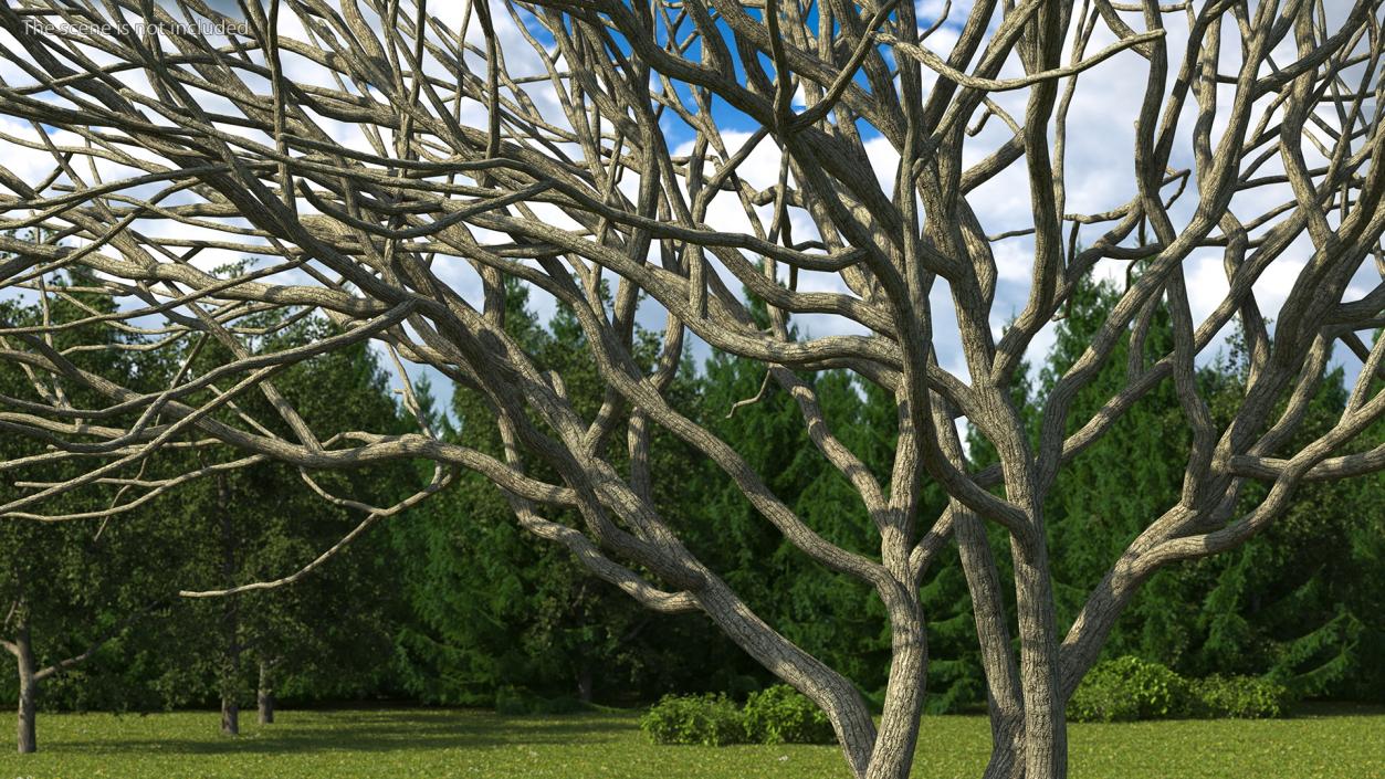 Plum Tree Bark 3D model