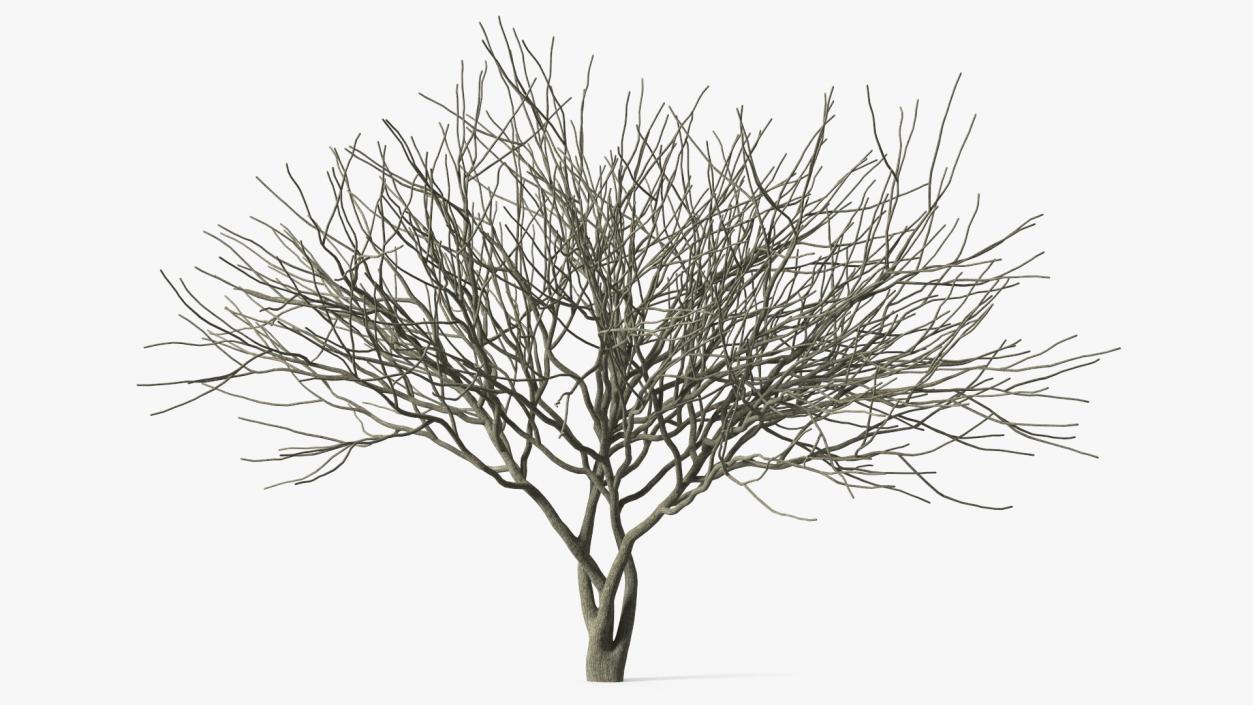 Plum Tree Bark 3D model