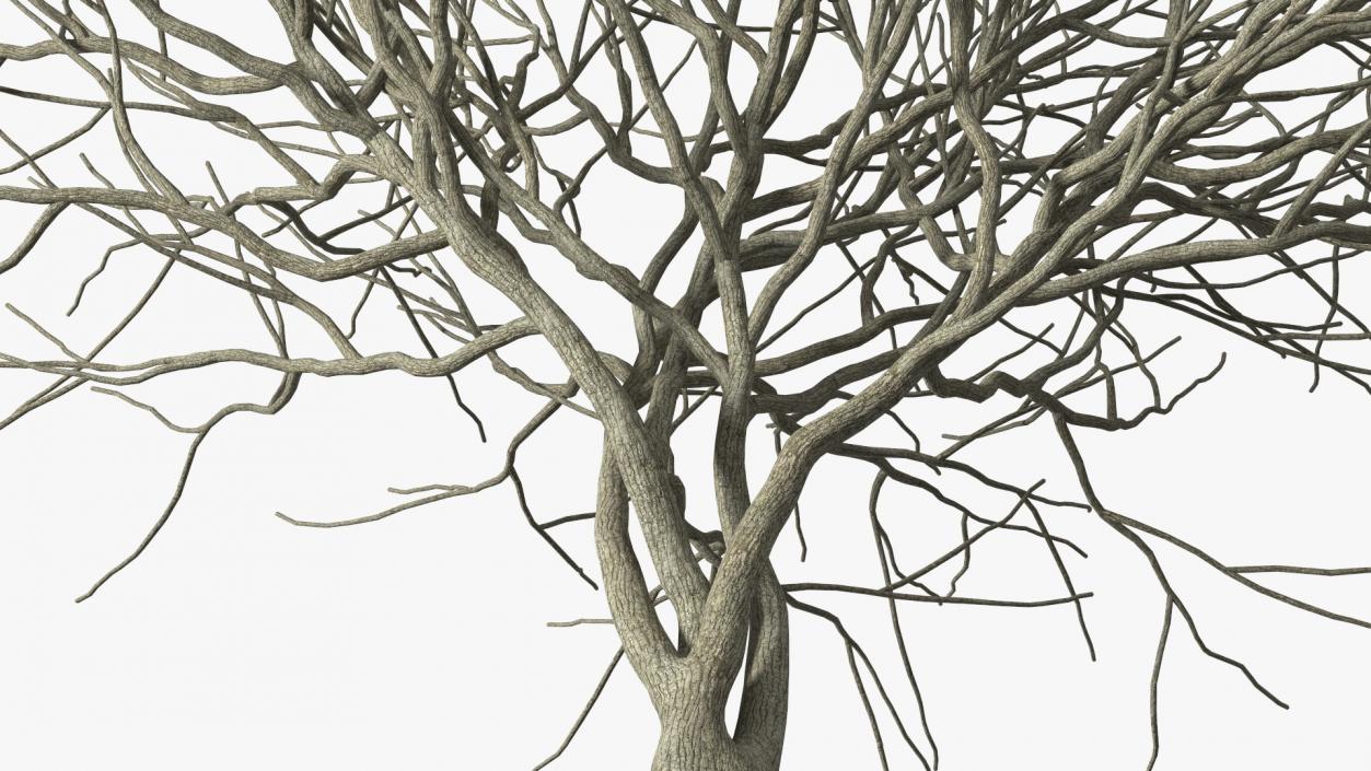 Plum Tree Bark 3D model