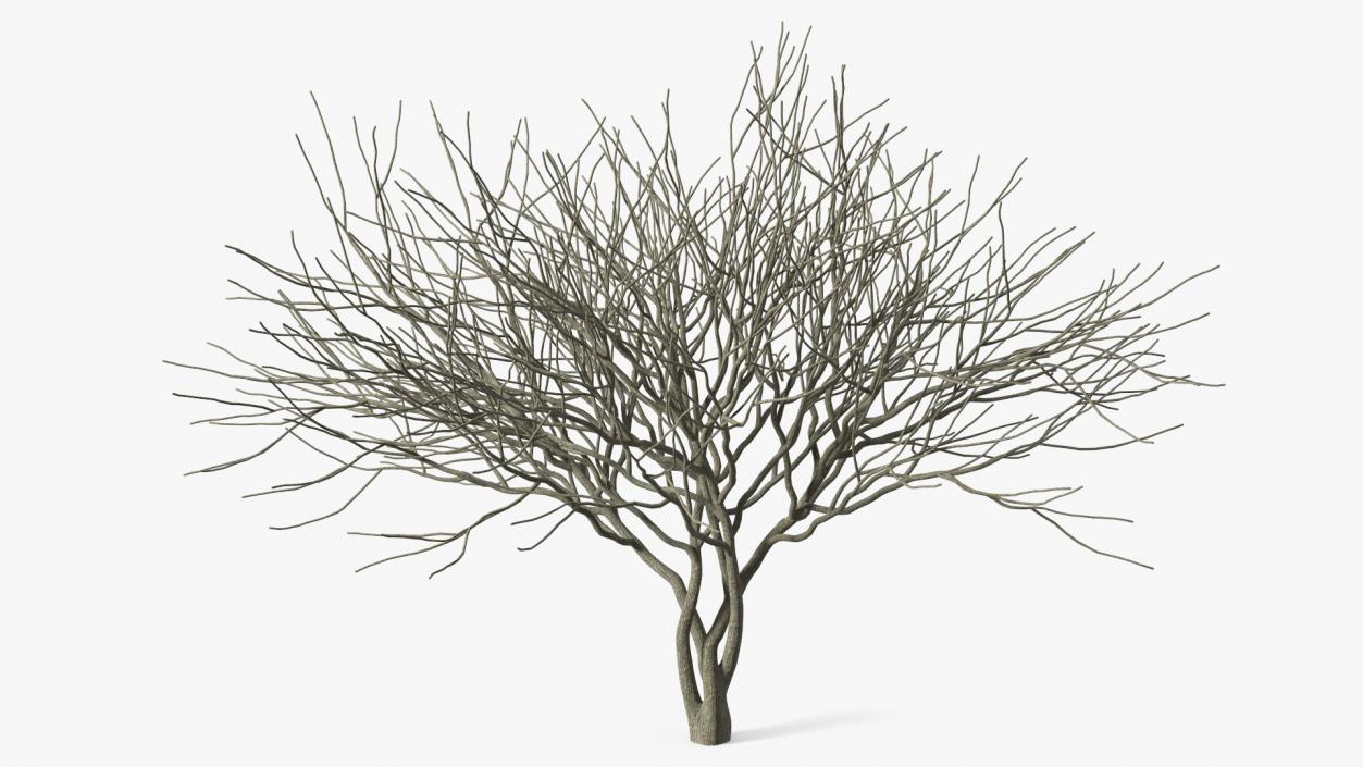 Plum Tree Bark 3D model