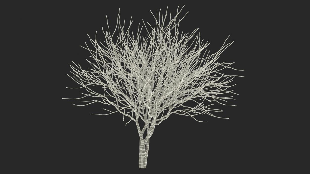 Plum Tree Bark 3D model