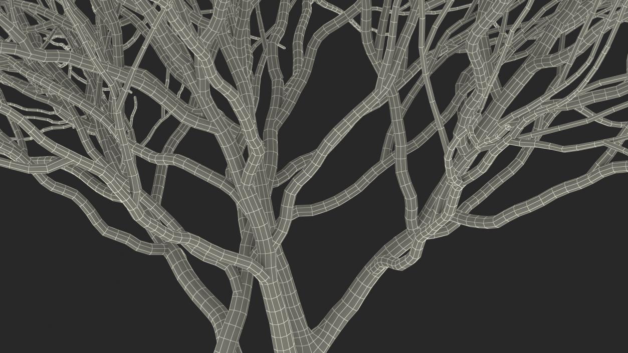 Plum Tree Bark 3D model