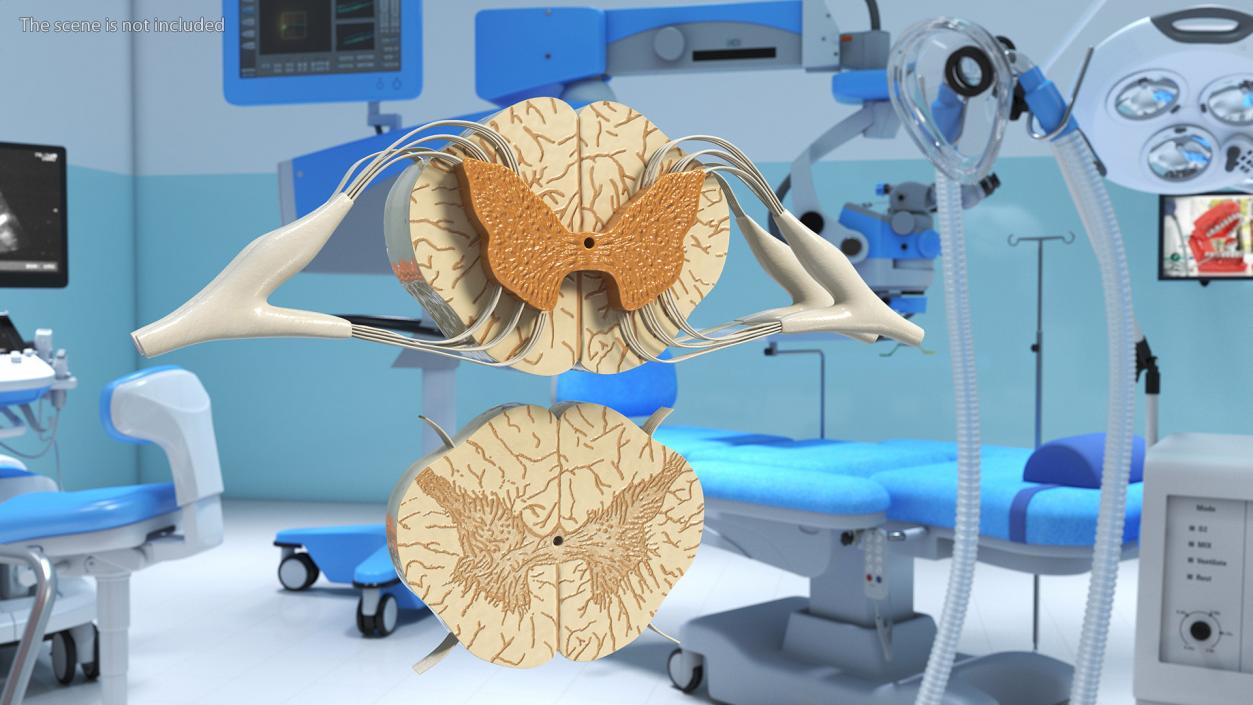 3D model Gross Anatomy of Spinal Nerves