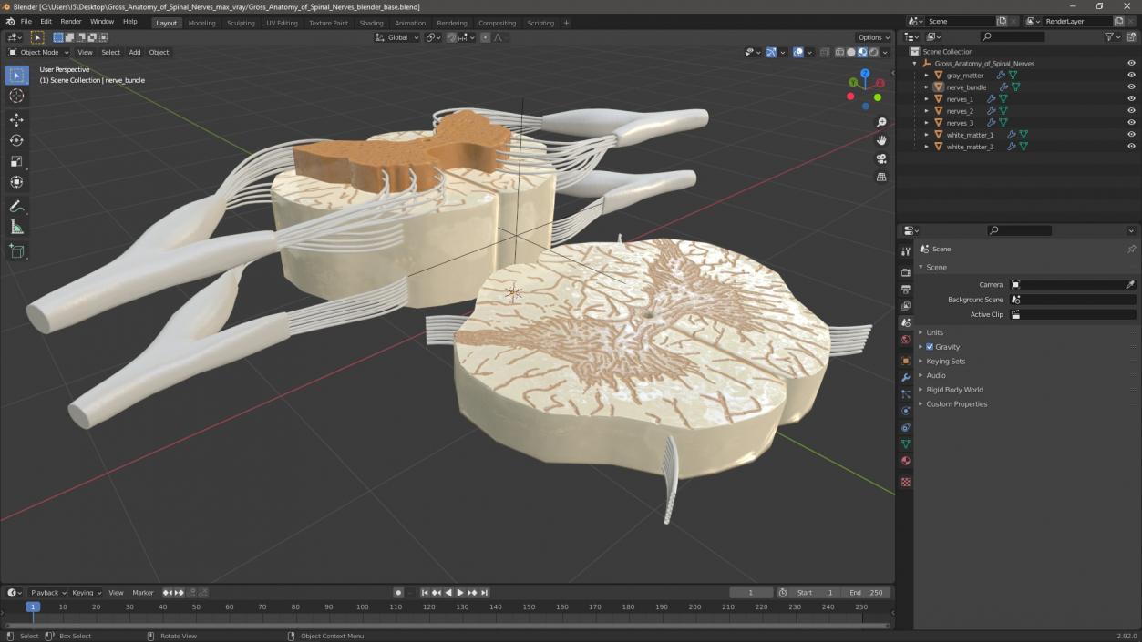 3D model Gross Anatomy of Spinal Nerves