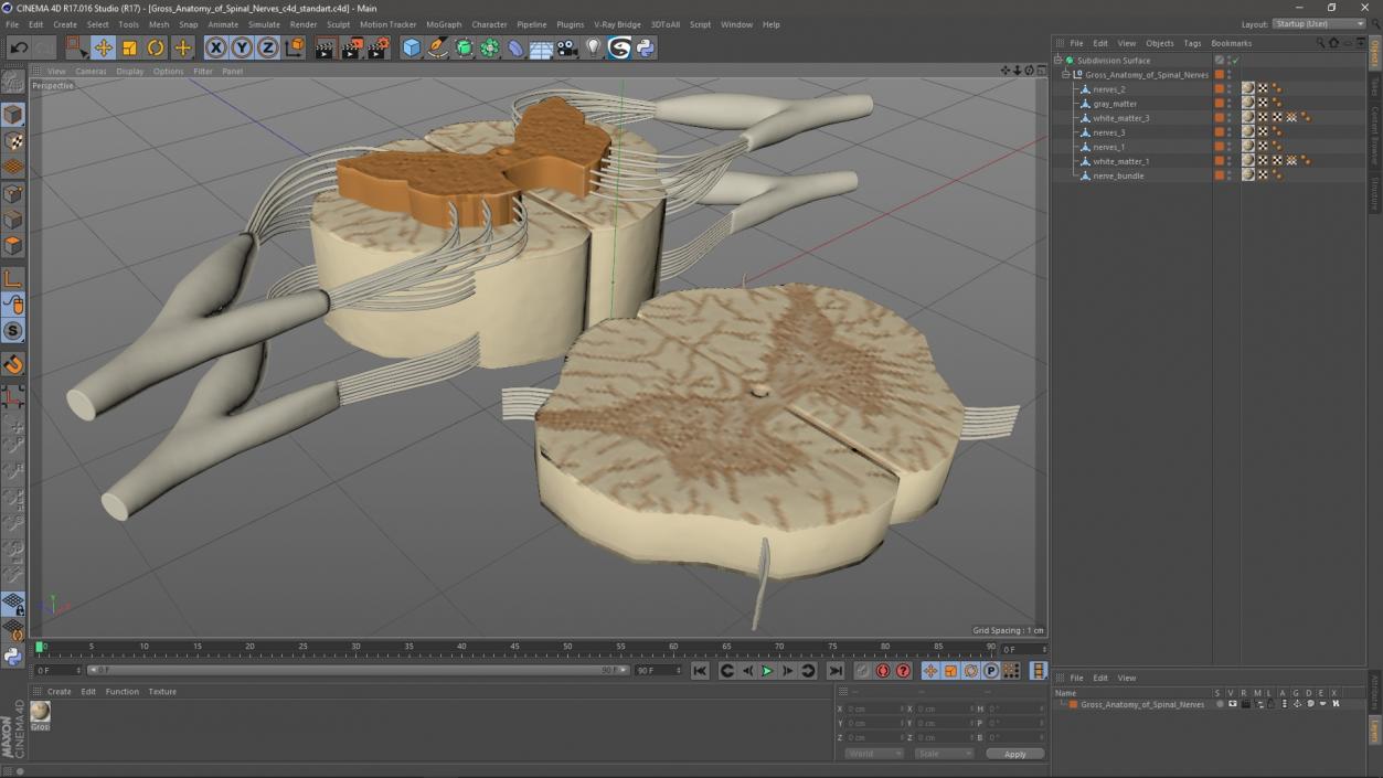 3D model Gross Anatomy of Spinal Nerves