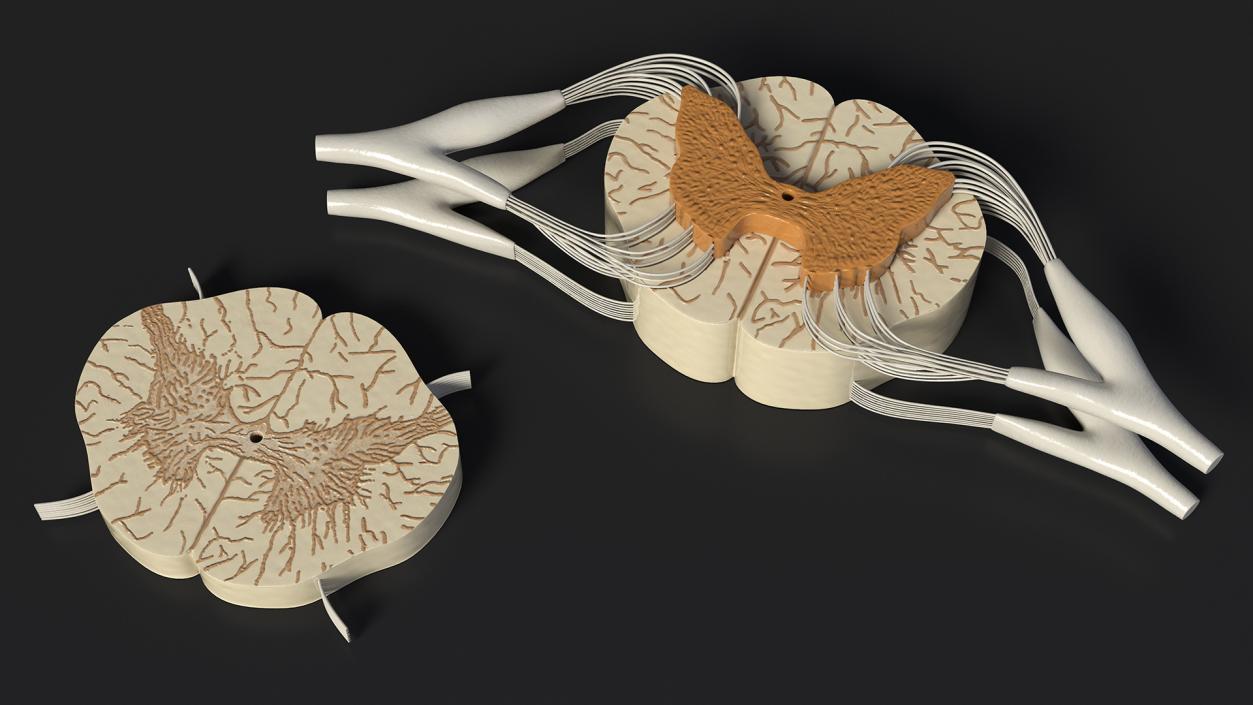 3D model Gross Anatomy of Spinal Nerves