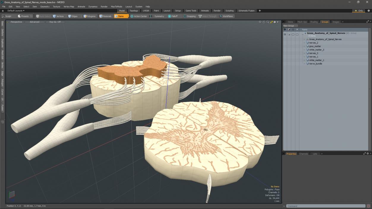 3D model Gross Anatomy of Spinal Nerves