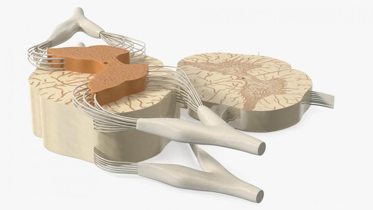 3D model Gross Anatomy of Spinal Nerves