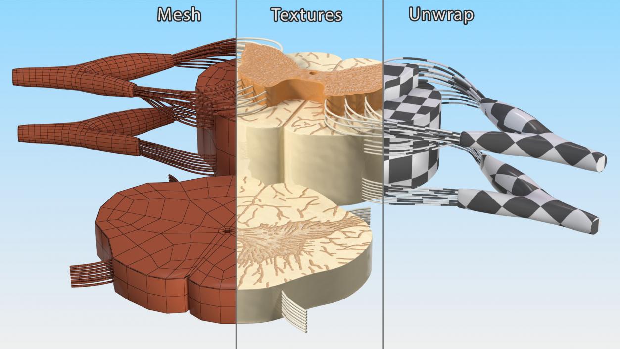 3D model Gross Anatomy of Spinal Nerves