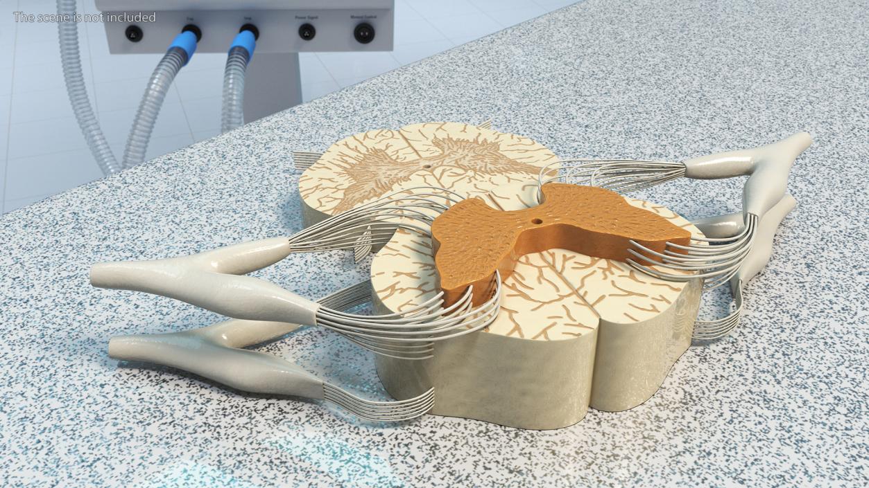 3D model Gross Anatomy of Spinal Nerves