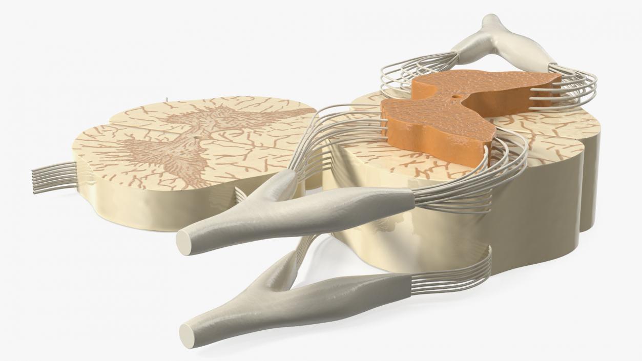 3D model Gross Anatomy of Spinal Nerves