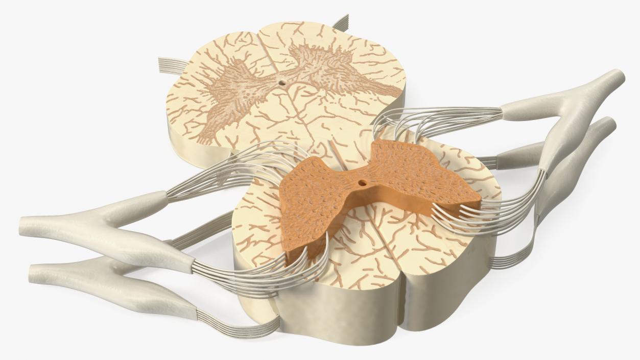 3D model Gross Anatomy of Spinal Nerves