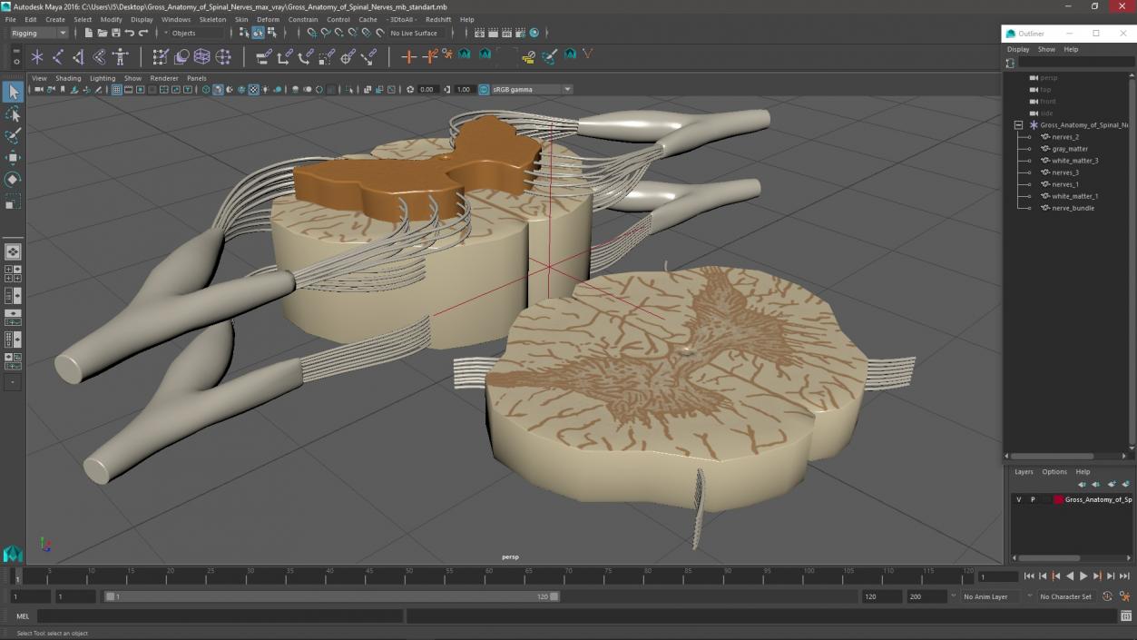 3D model Gross Anatomy of Spinal Nerves