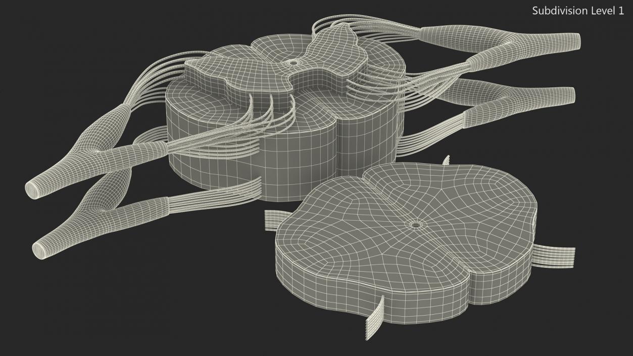 3D model Gross Anatomy of Spinal Nerves