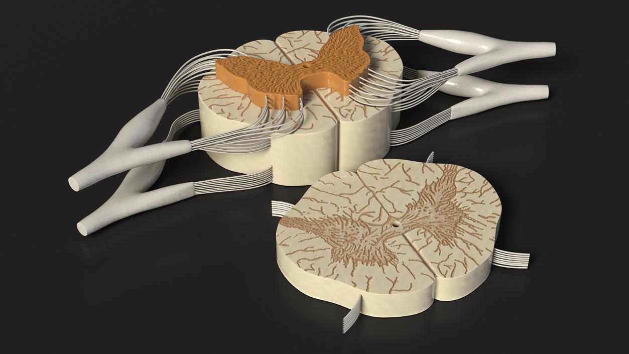 3D model Gross Anatomy of Spinal Nerves