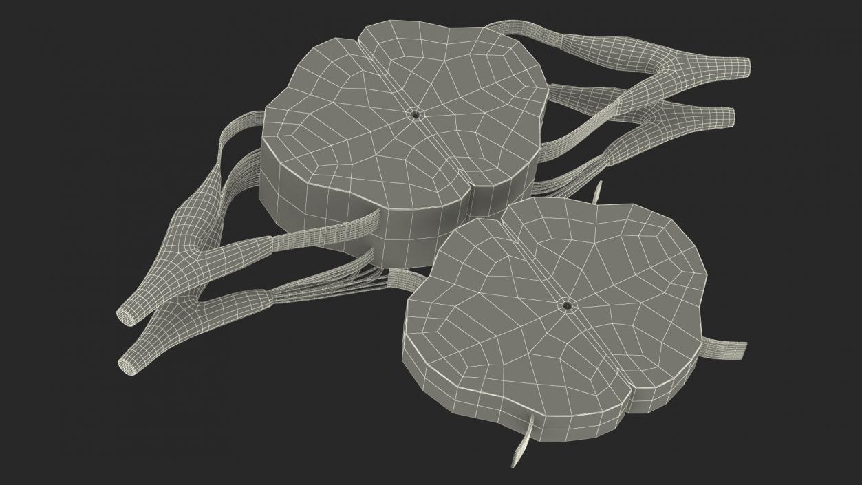 3D model Gross Anatomy of Spinal Nerves