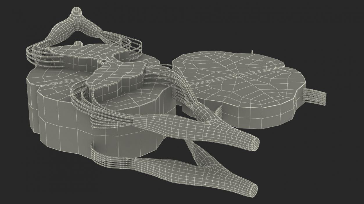 3D model Gross Anatomy of Spinal Nerves