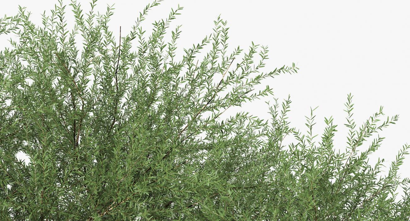 Olea Europaea or Olive Tree 3D