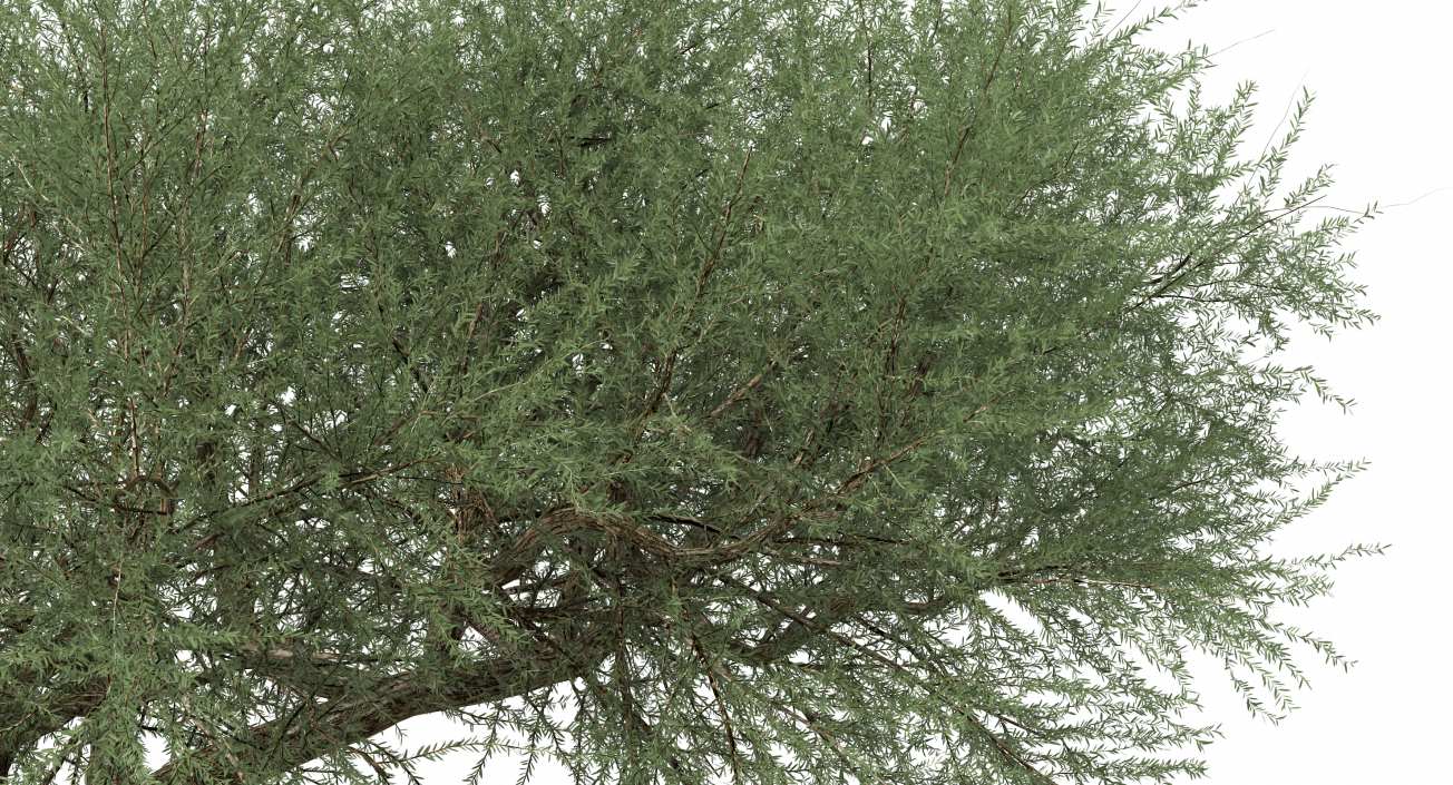 Olea Europaea or Olive Tree 3D