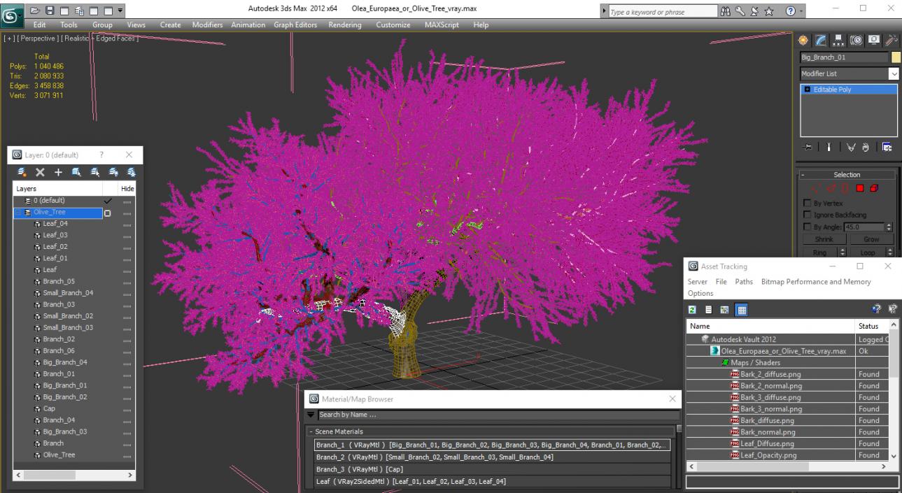 Olea Europaea or Olive Tree 3D