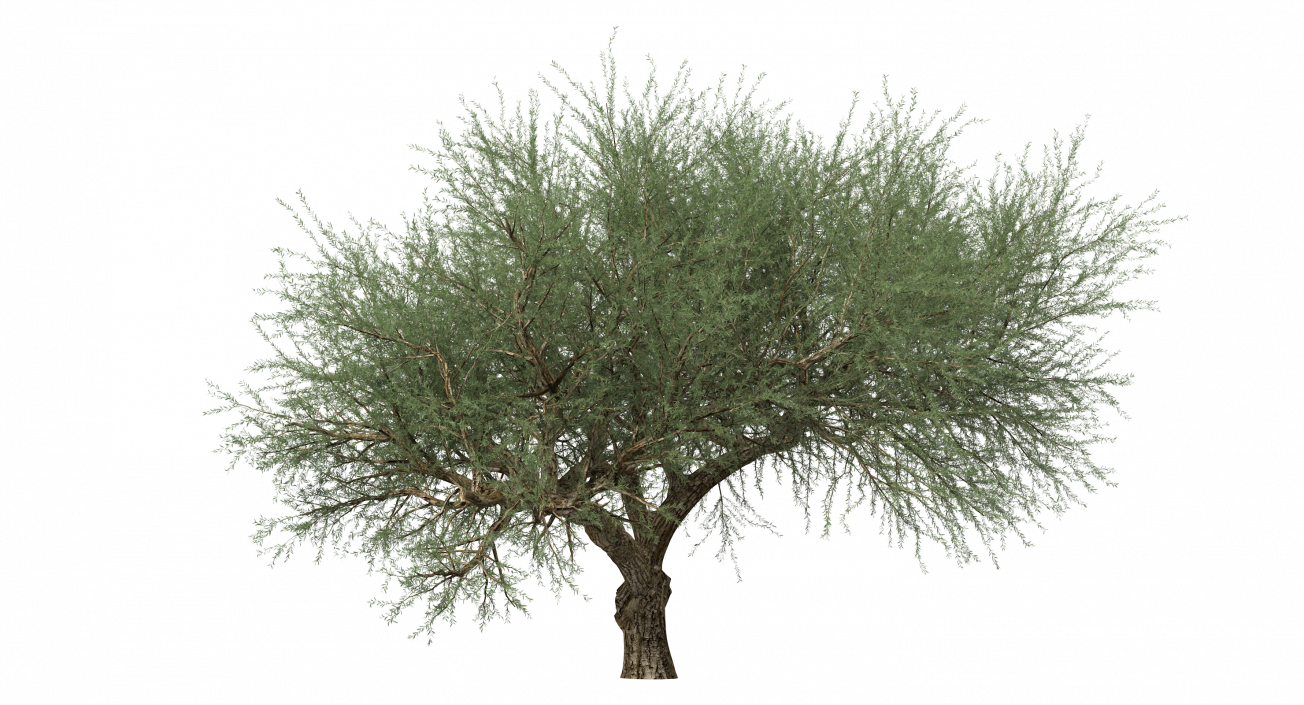 Olea Europaea or Olive Tree 3D