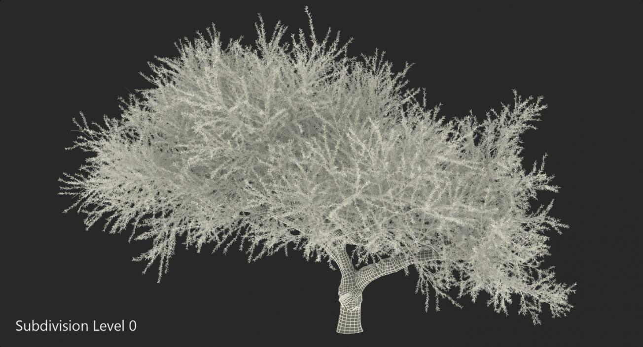 Olea Europaea or Olive Tree 3D