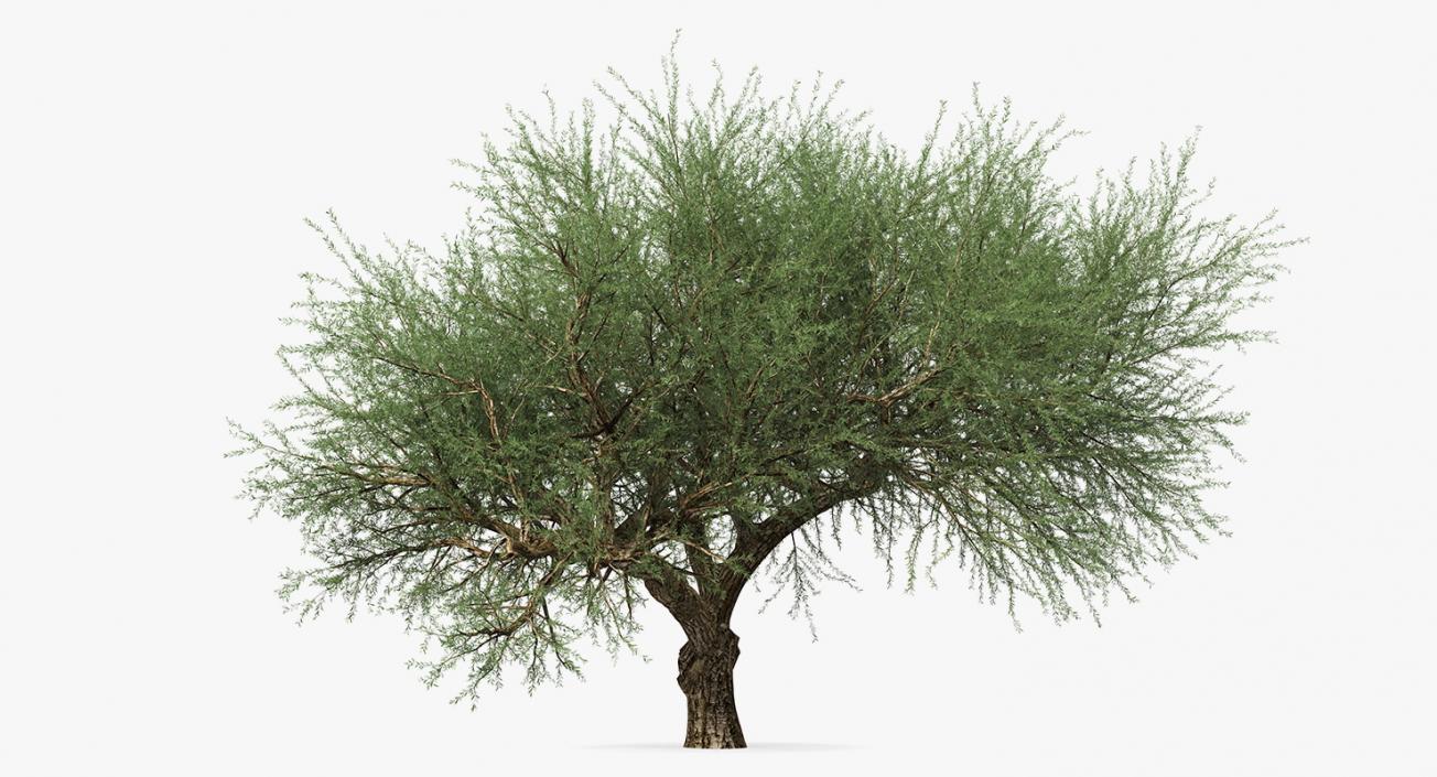 Olea Europaea or Olive Tree 3D