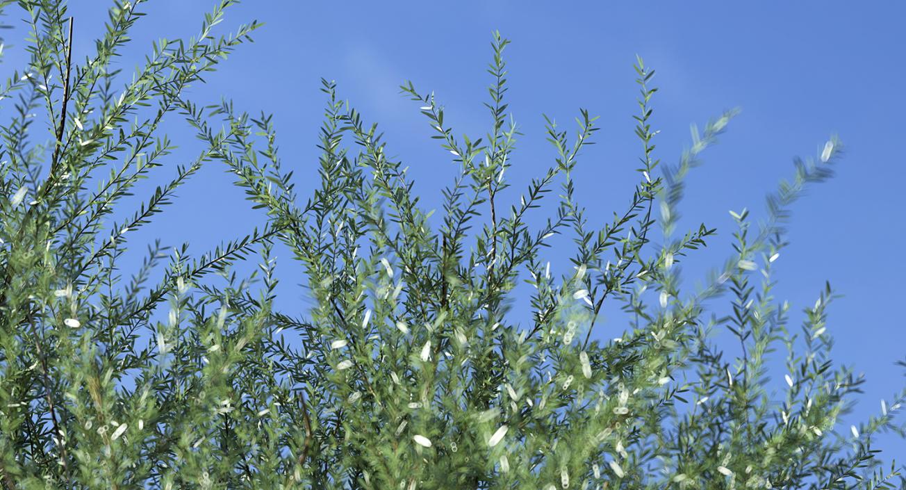 Olea Europaea or Olive Tree 3D