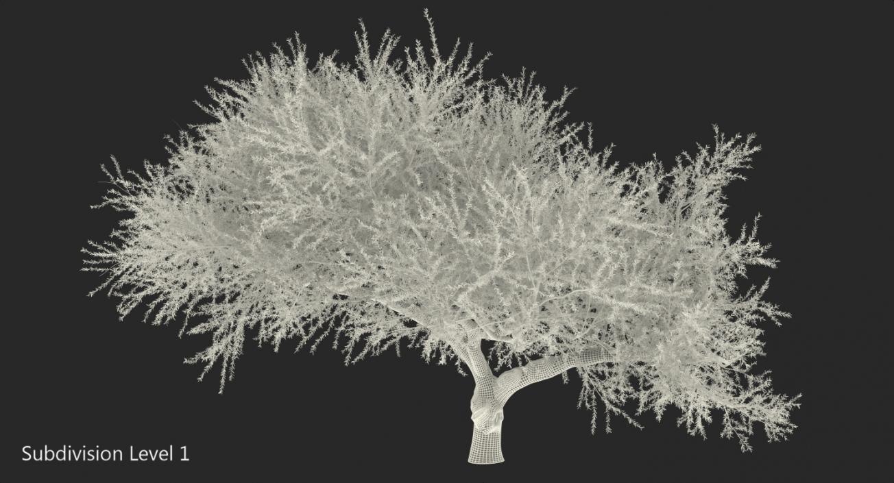 Olea Europaea or Olive Tree 3D