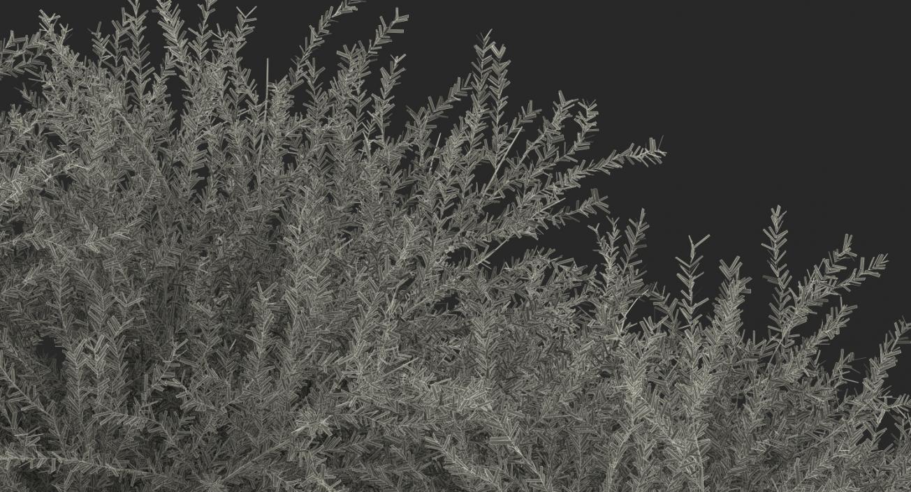 Olea Europaea or Olive Tree 3D