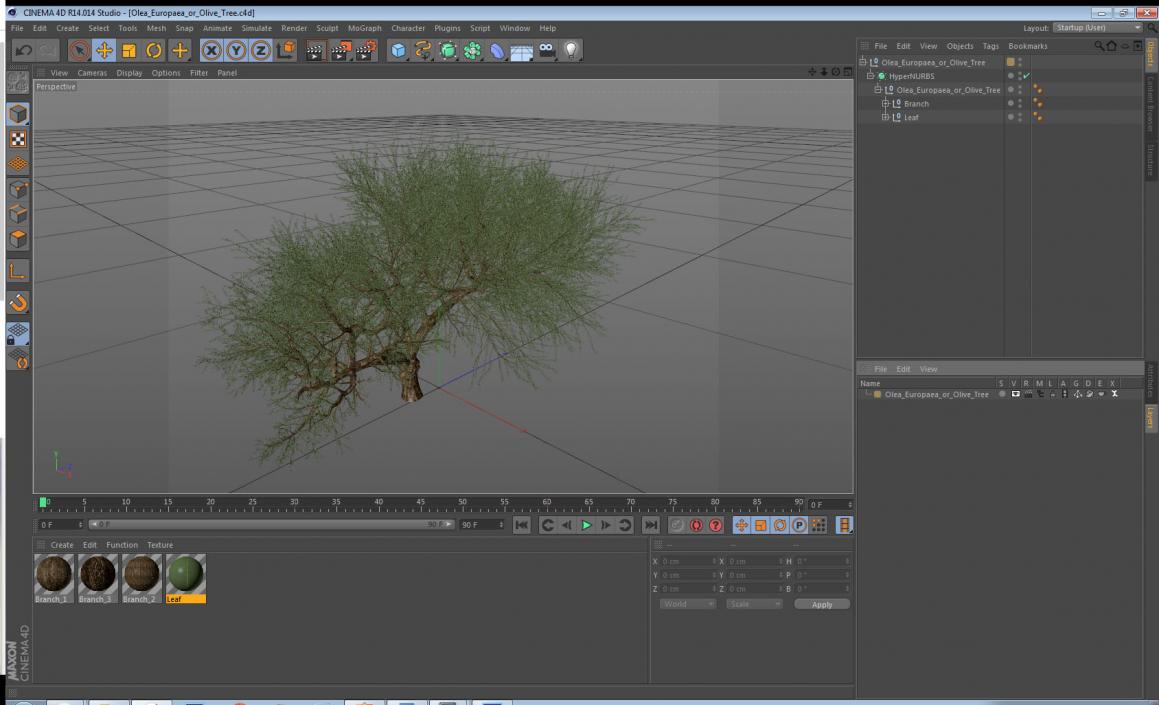 Olea Europaea or Olive Tree 3D