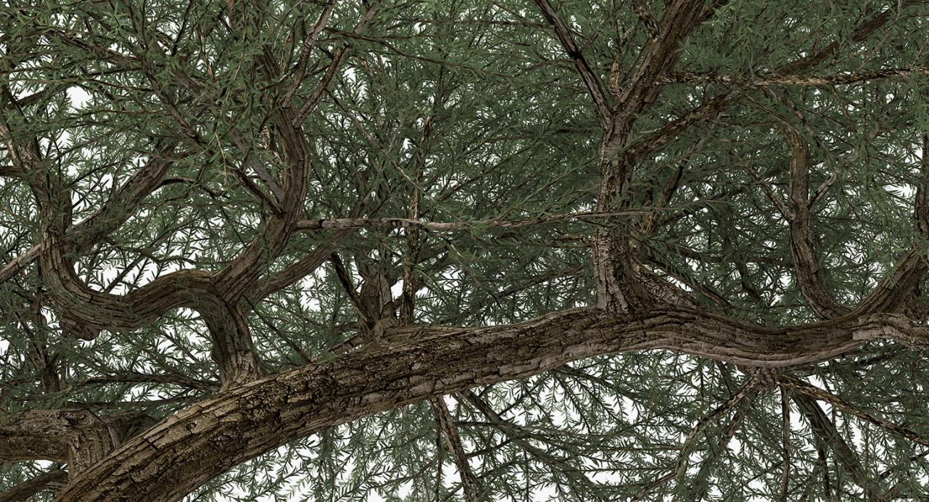 Olea Europaea or Olive Tree 3D