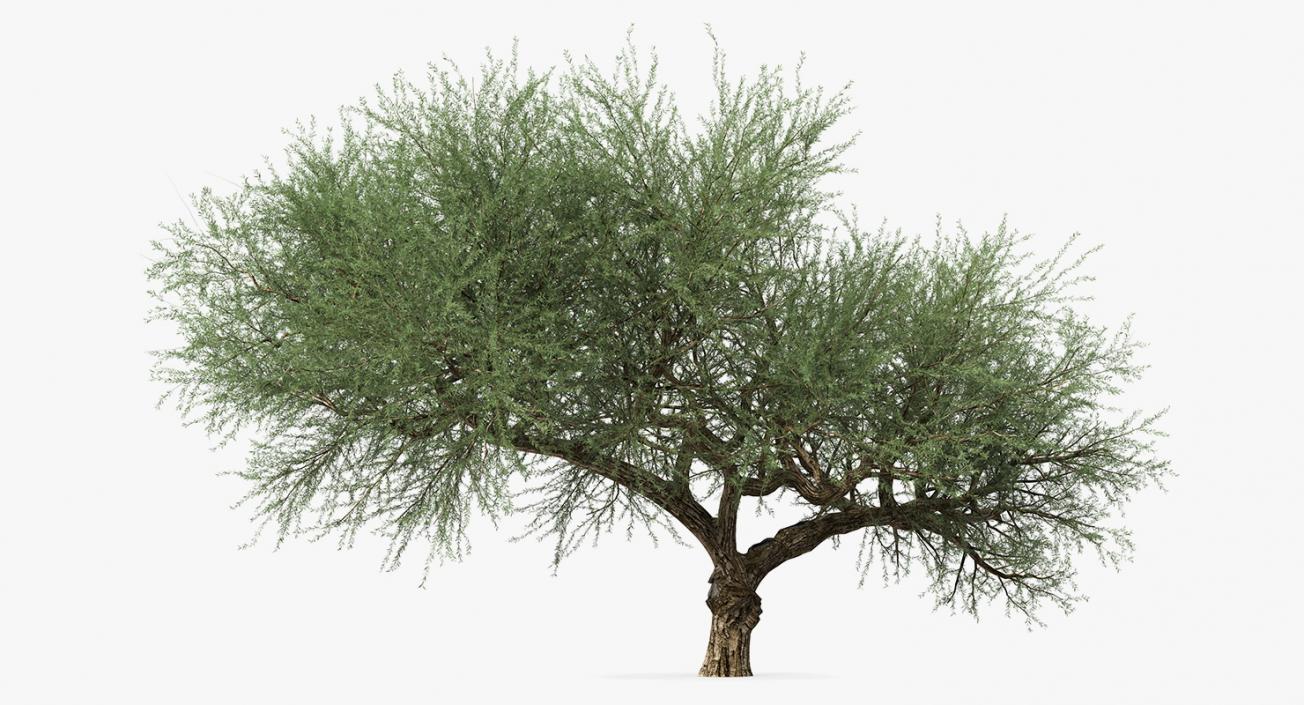 Olea Europaea or Olive Tree 3D