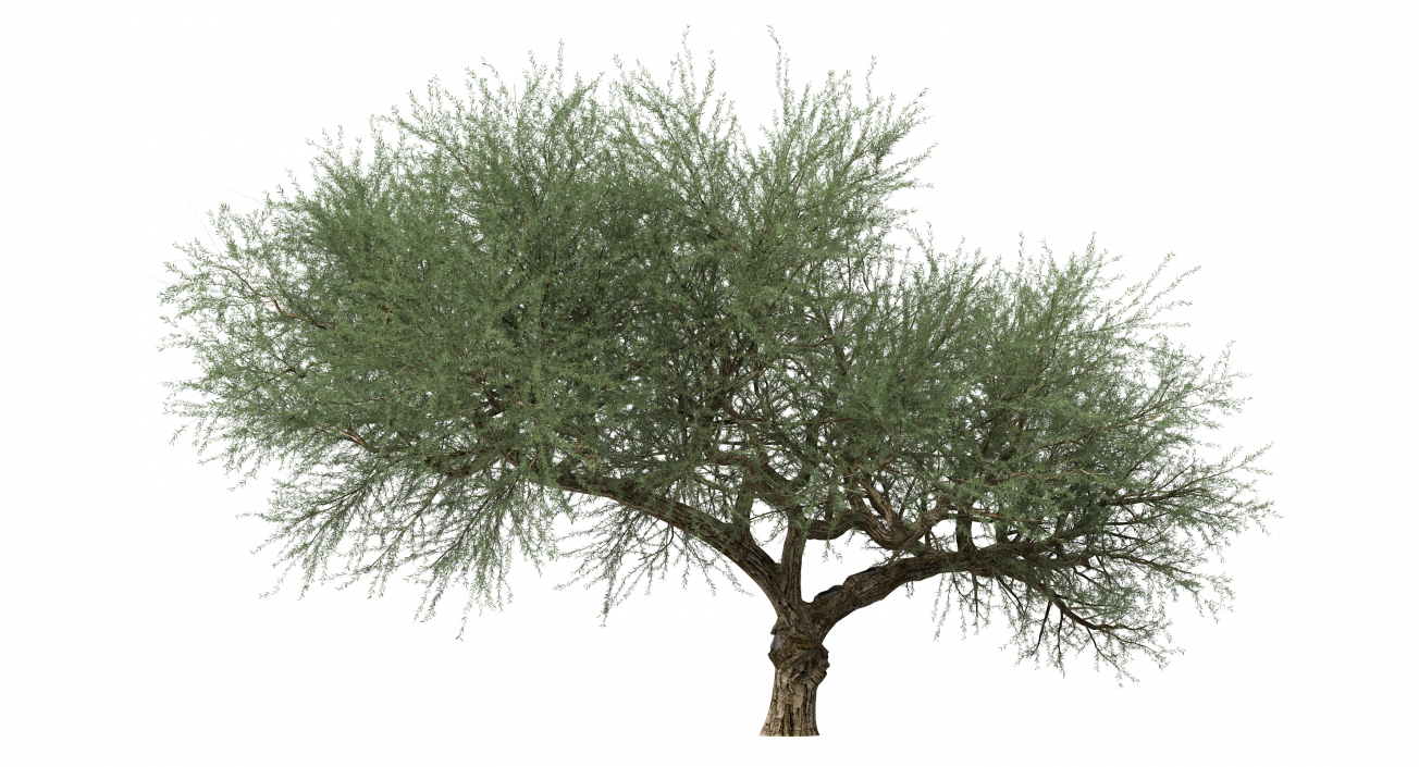 Olea Europaea or Olive Tree 3D