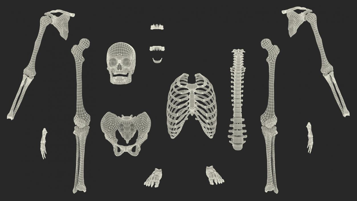 3D Male Body Anatomy Collection(1)