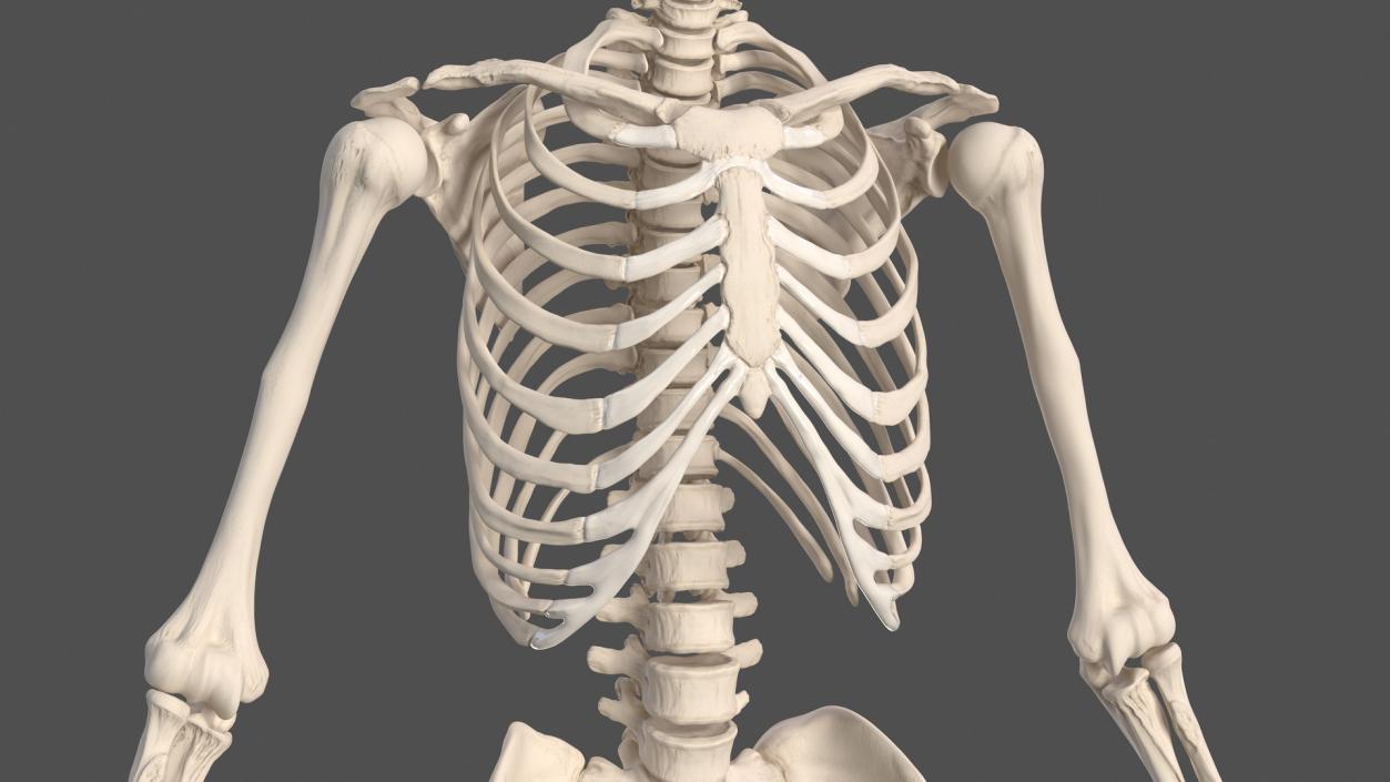 3D Male Body Anatomy Collection(1)