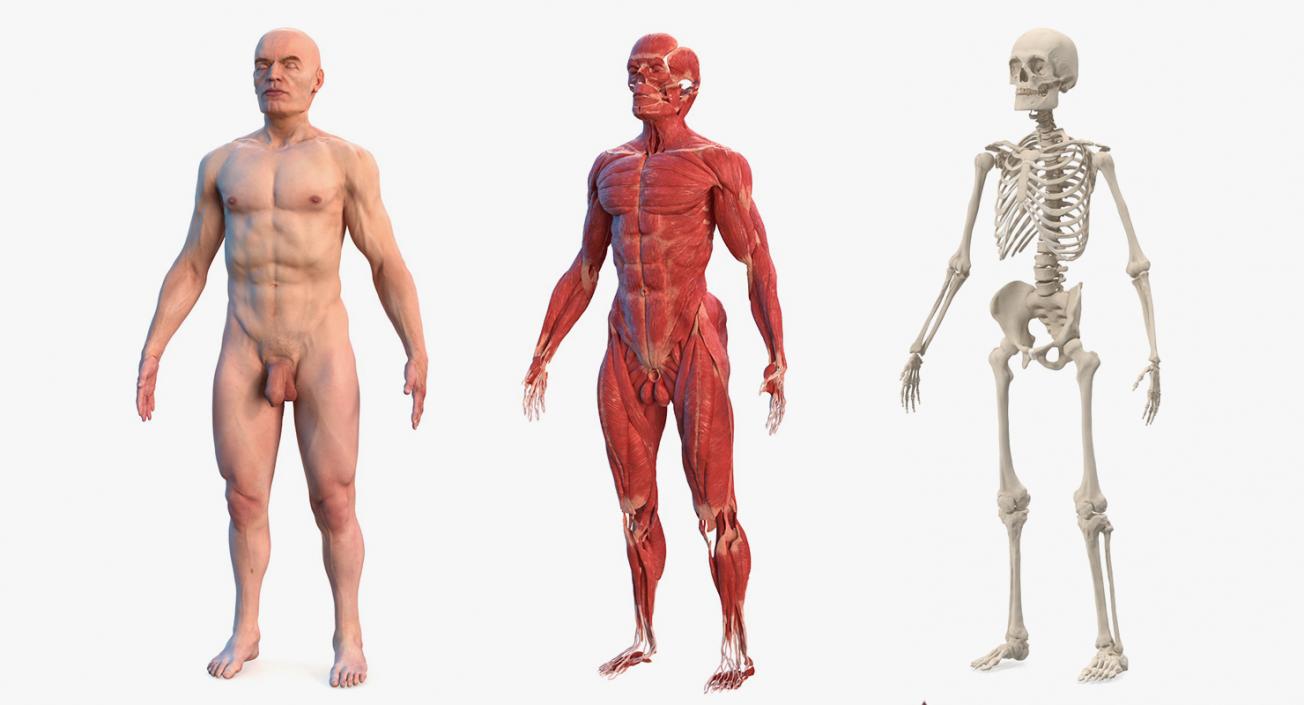 3D Male Body Anatomy Collection(1)