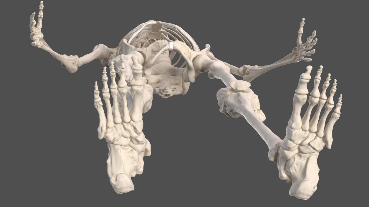 3D Male Body Anatomy Collection(1)