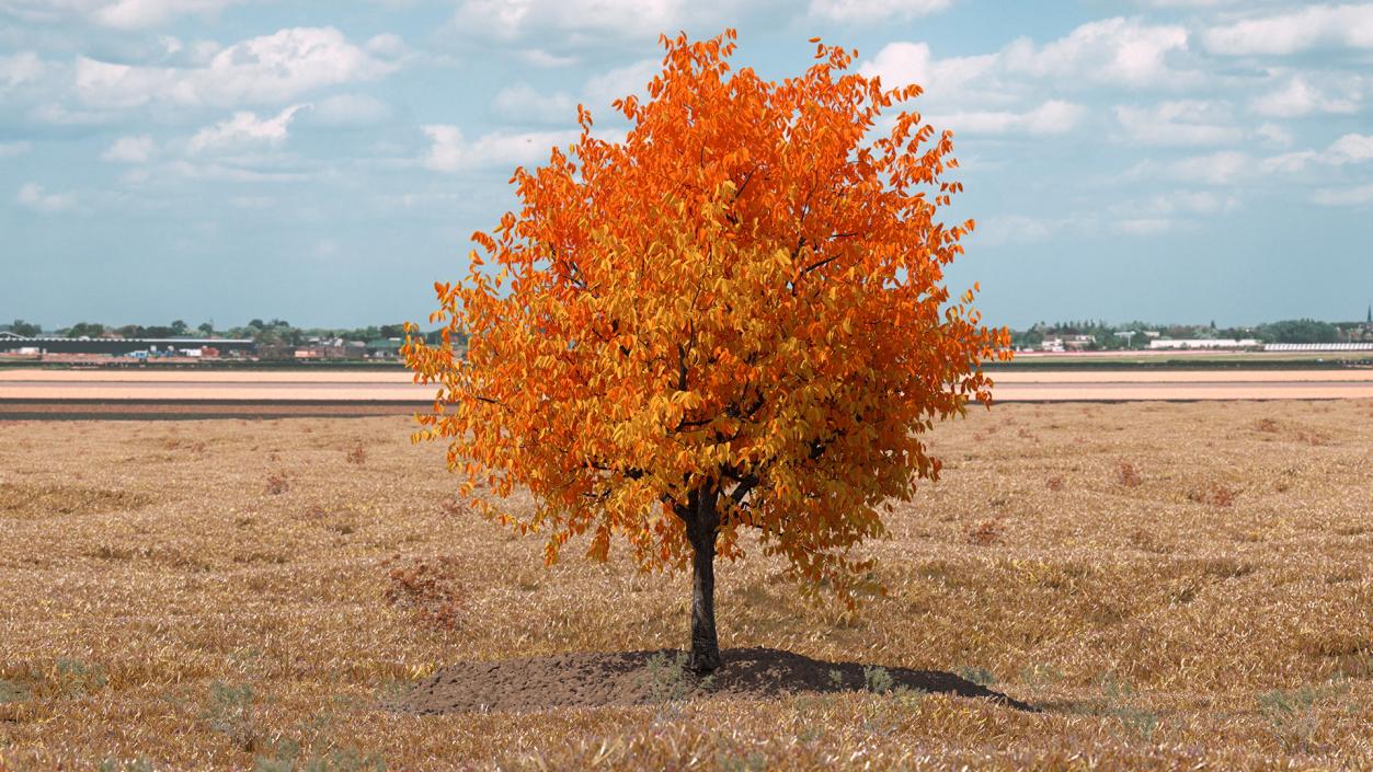 Autumn Yellow Trees Collection 2 3D