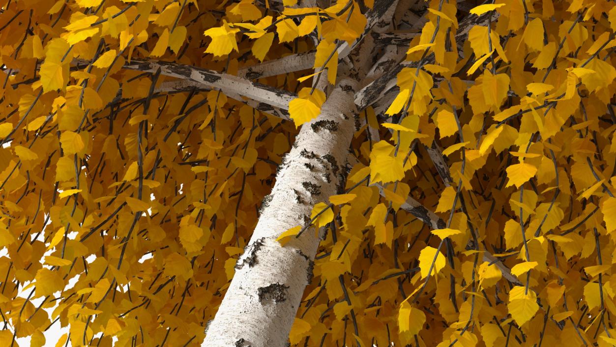 Autumn Yellow Trees Collection 2 3D