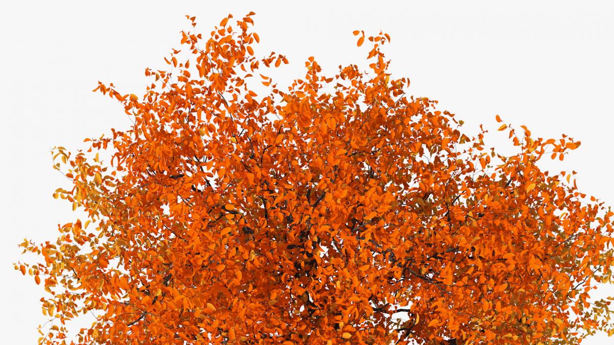 Autumn Yellow Trees Collection 2 3D