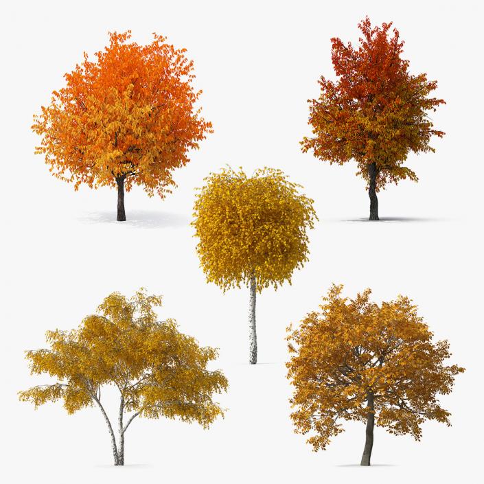 Autumn Yellow Trees Collection 2 3D