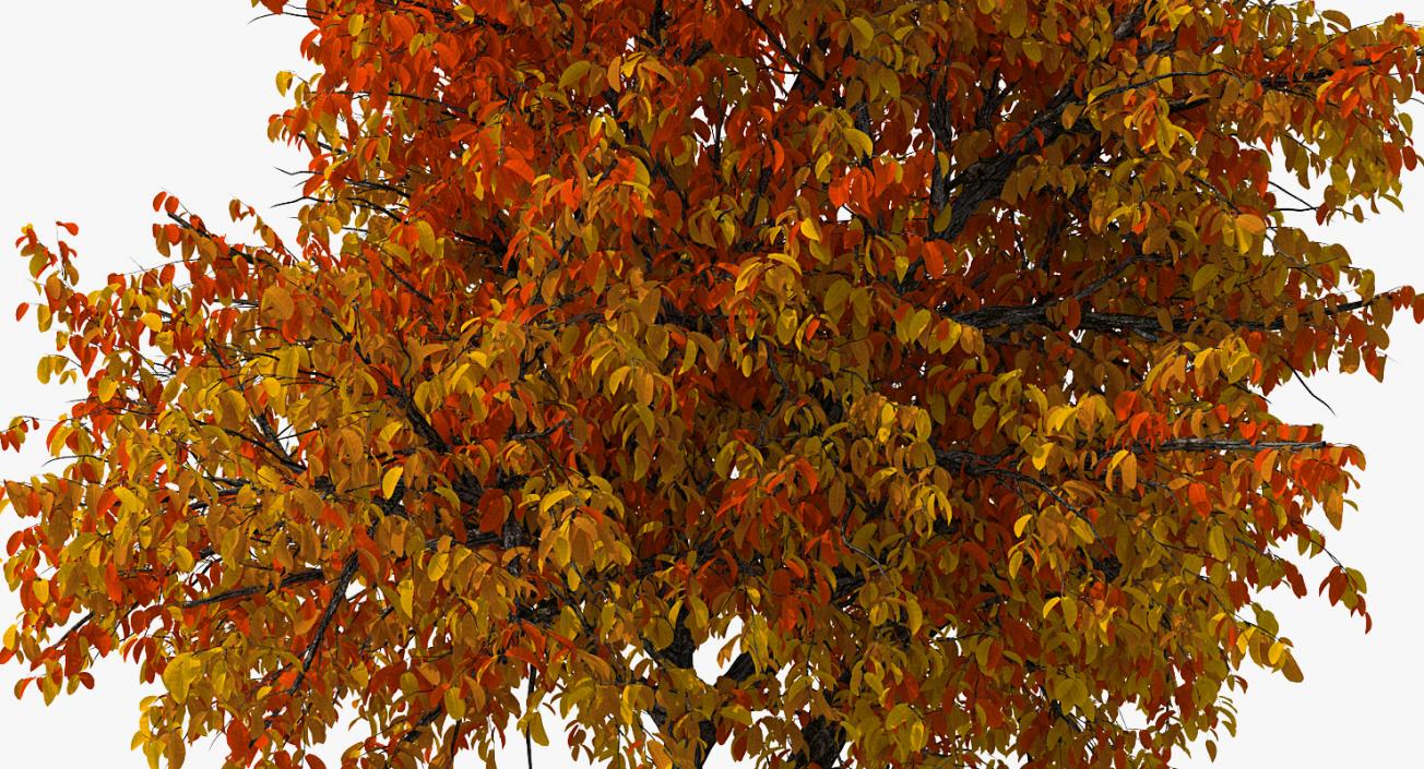 Autumn Yellow Trees Collection 2 3D