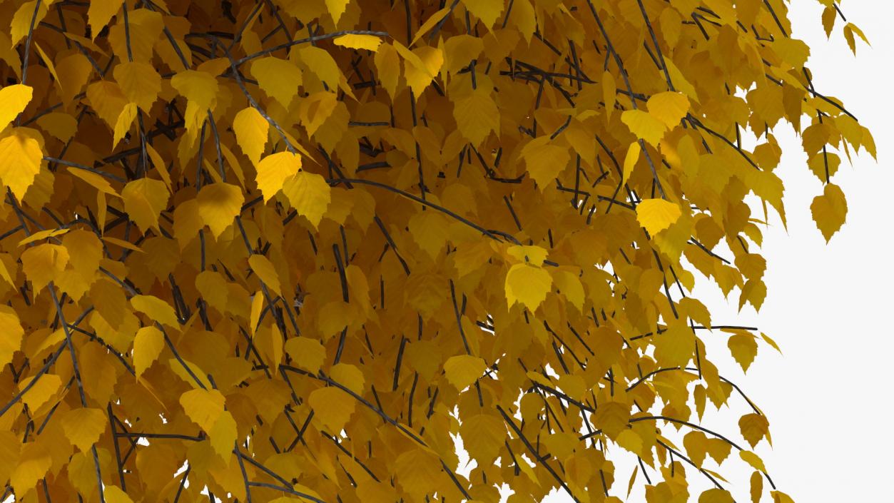 Autumn Yellow Trees Collection 2 3D