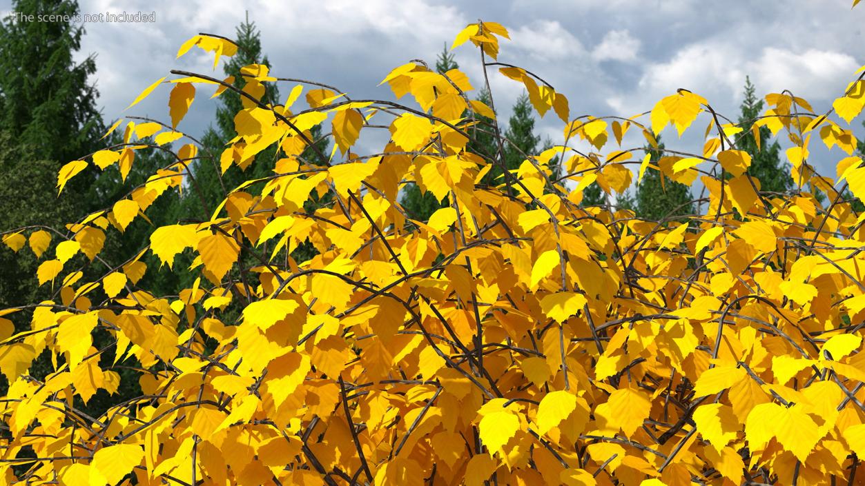 Autumn Yellow Trees Collection 2 3D